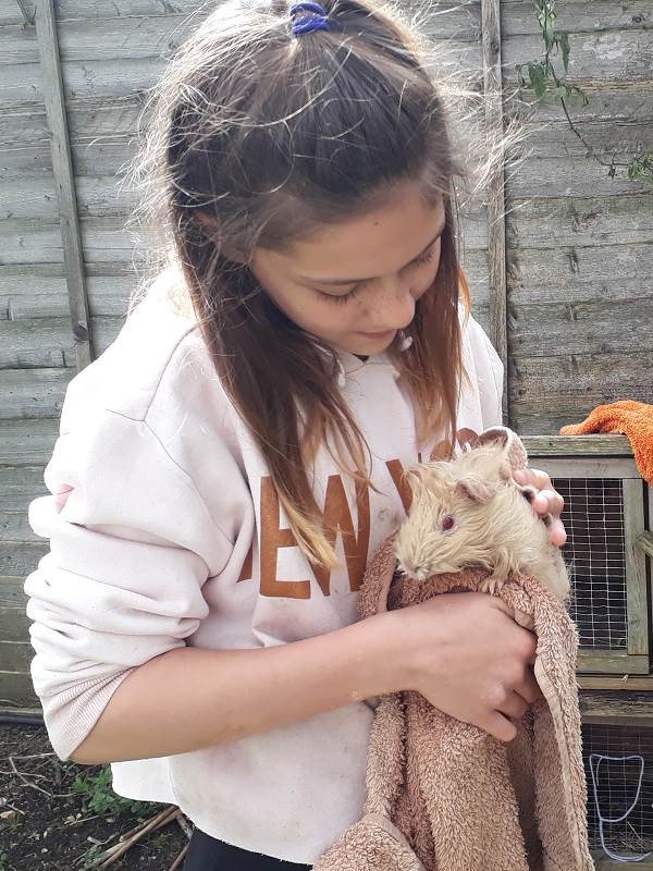 a petting zoo where children can meet rabbits, chickens and guinea pigs at Orleans school in Twickenham