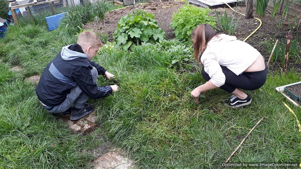 guinea pigs, hedgehogs, mini-lop rabbits, and Pekin Bantam chickens meet children who want to pet them