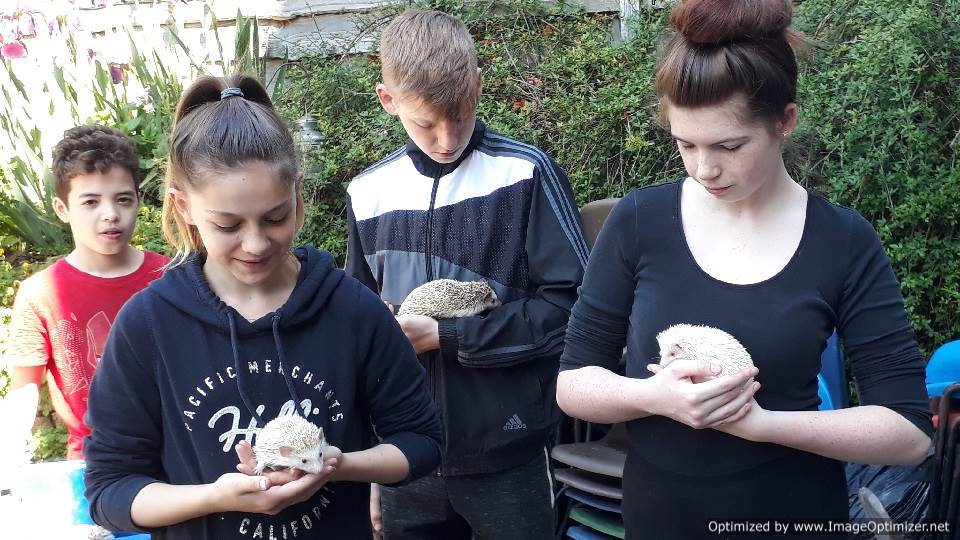 guinea pigs, hedgehogs, mini-lop rabbits, and Pekin Bantam chickens meet children who want to pet them