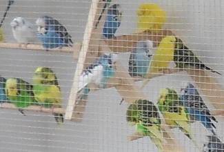 My flock of budgies enjoy the fresh air and the sunshine in their outdoor flight