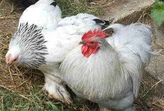 Chickens