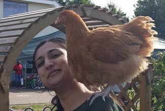 Chickens