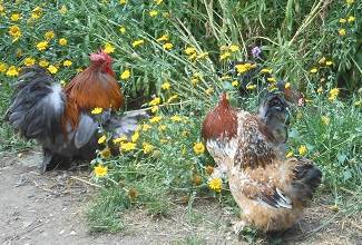 Chickens