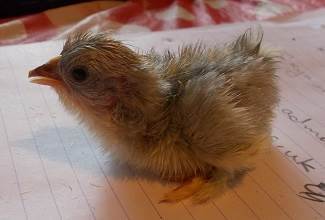 Chickens
