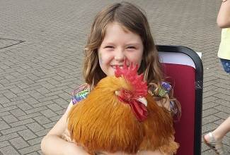 Chickens