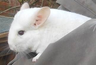 Chinchillas