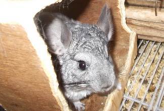 Chinchillas