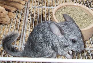 Chinchillas