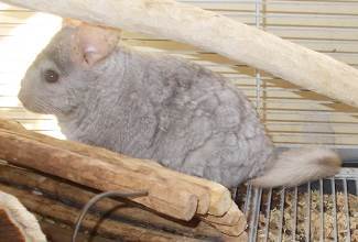 Chinchillas