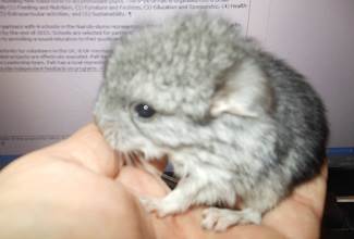 Chinchillas
