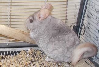 Chinchillas