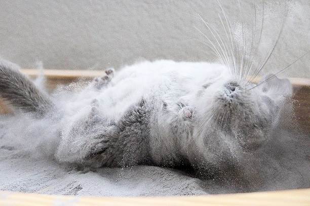 Illnesses and Diseases of Chinchillas