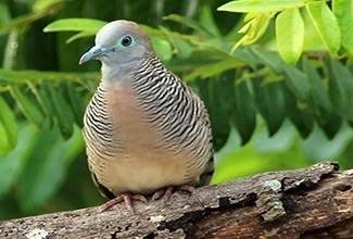 A Zebra Dove calmly resting on a branch, their favourite past time when not scratching on the ground