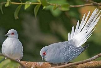 Doves