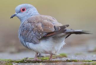 Doves