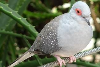 Doves