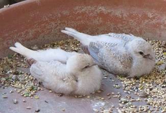 Doves