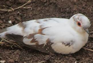 Doves