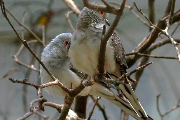 Doves