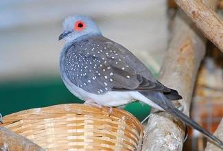 Doves
