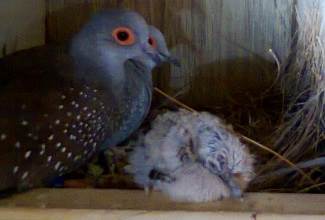 Doves