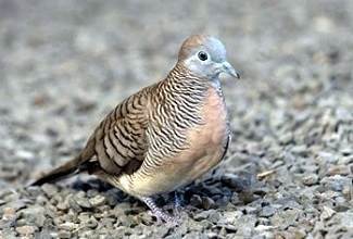 Doves
