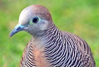Doves