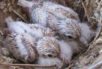 General information about African Pygmy Hedgehogs