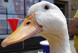 Ducks