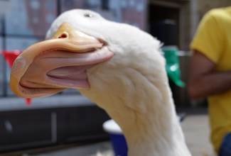 Ducks