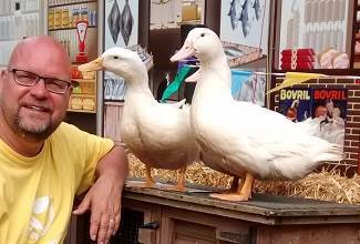 Ducks