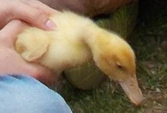 Ducks