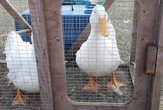 Ducks