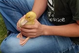 Ducks
