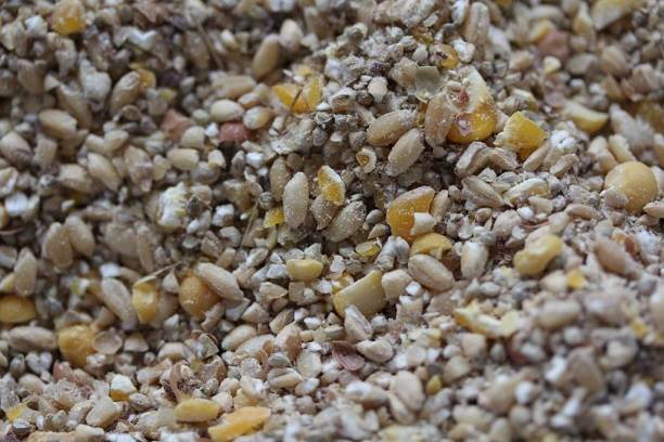 Food and treats for African Pygmy Hedgehogs