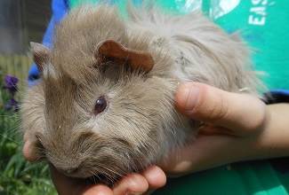 Guinea Pigs