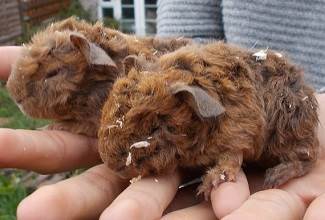 Guinea Pigs
