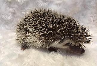 Hedgehogs