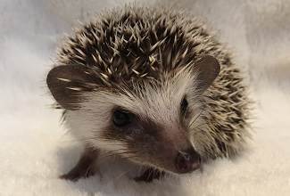 Hedgehogs