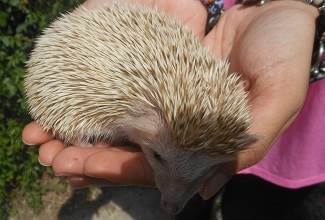 Hedgehogs