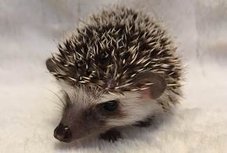 Hedgehogs