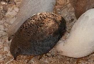 Chinese painted quails are the smallest members of the quail family and known as button quail in the US