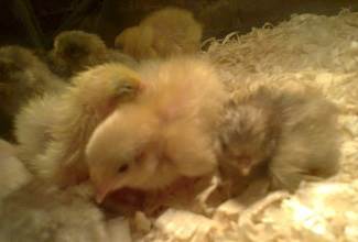 Chinese Painted Quails