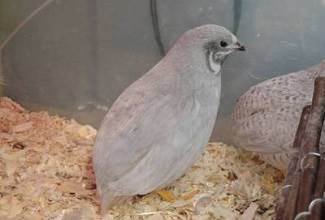 Chinese Painted Quails