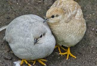 Chinese Painted Quails