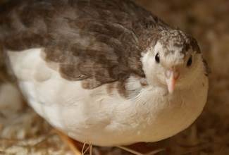 Chinese Painted Quails