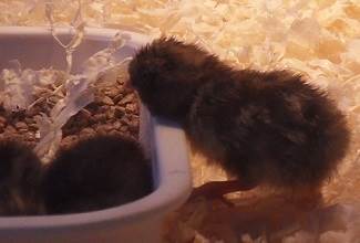 Chinese Painted Quails