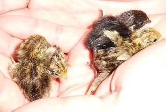 Chinese Painted Quails