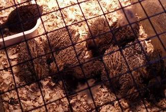 Chinese Painted Quails