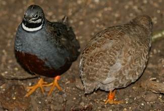 Chinese Painted Quails